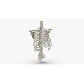 3D Real Human Rib Cage Spine Calvicle and Scapula Bones Anatomy With Intervertibral Disks White 01